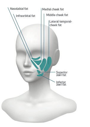 Fat compartments in the face